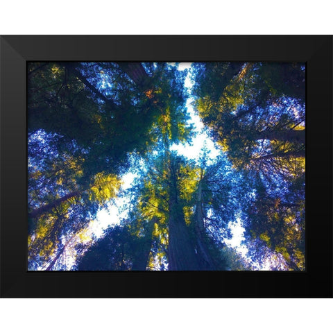 Tree Canopy I Black Modern Wood Framed Art Print by Grayscale
