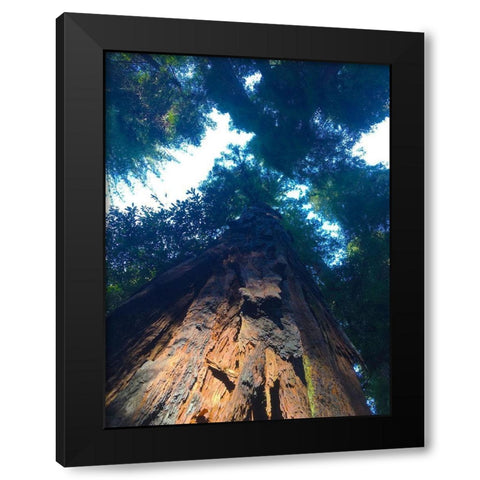 Tree Canopy IV Black Modern Wood Framed Art Print by Grayscale