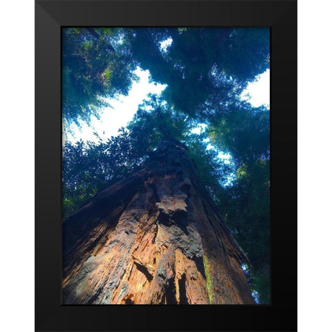 Tree Canopy IV Black Modern Wood Framed Art Print by Grayscale