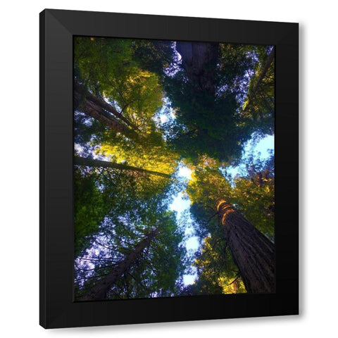 Tree Canopy VIII Black Modern Wood Framed Art Print with Double Matting by Grayscale