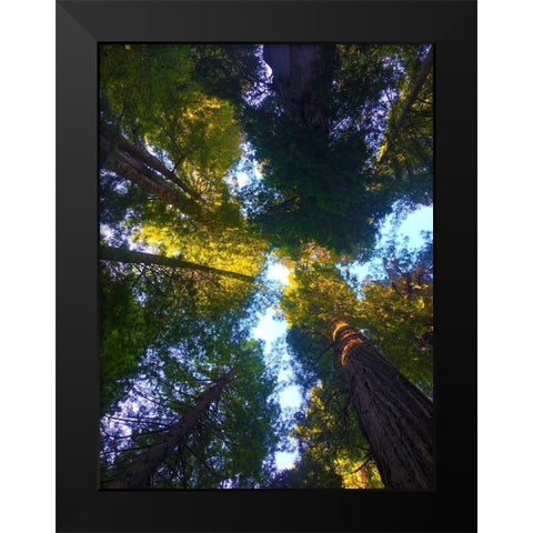 Tree Canopy VIII Black Modern Wood Framed Art Print by Grayscale