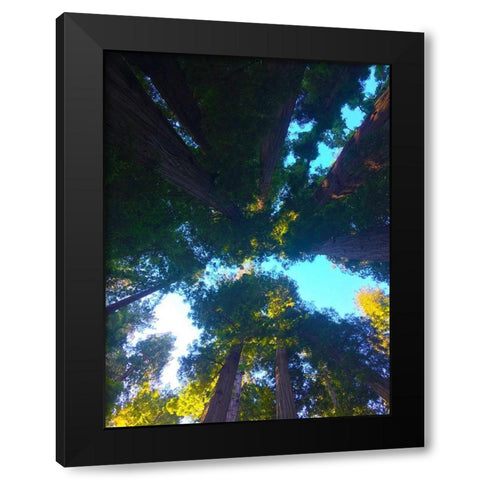 Tree Canopy IX Black Modern Wood Framed Art Print with Double Matting by Grayscale