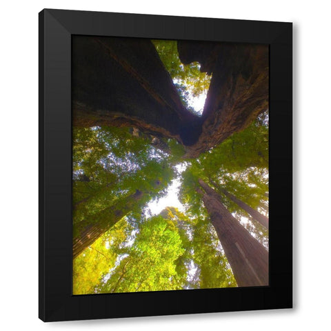 Tree Canopy XIII Black Modern Wood Framed Art Print with Double Matting by Grayscale