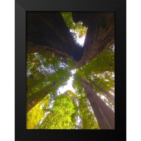 Tree Canopy XIII Black Modern Wood Framed Art Print by Grayscale