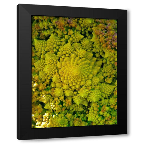 Natural Fractals II Black Modern Wood Framed Art Print with Double Matting by Grayscale