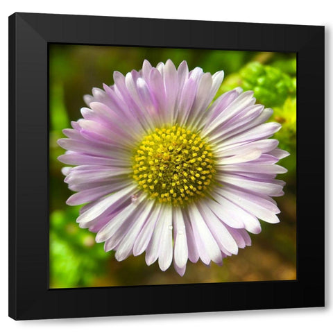 Daisy I Black Modern Wood Framed Art Print with Double Matting by Grayscale