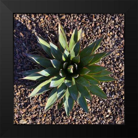 Agave I Black Modern Wood Framed Art Print by Grayscale