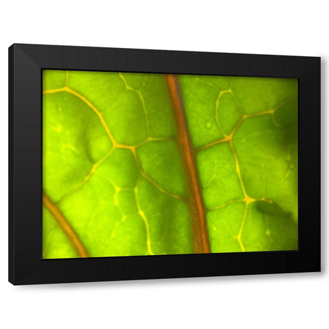Backlight Leaf I Black Modern Wood Framed Art Print with Double Matting by Grayscale