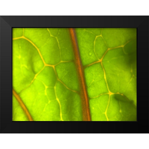 Backlight Leaf I Black Modern Wood Framed Art Print by Grayscale