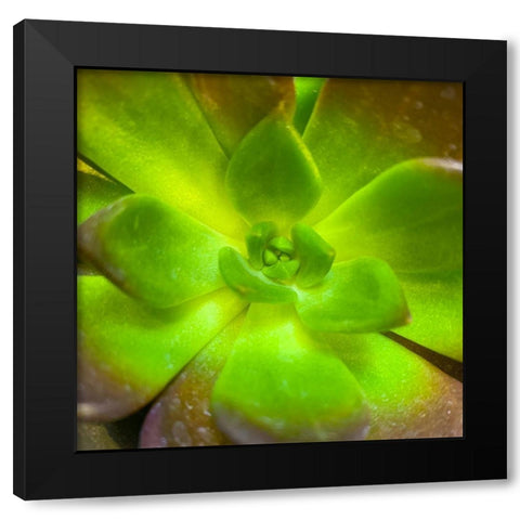 Succulent Square I Black Modern Wood Framed Art Print with Double Matting by Grayscale