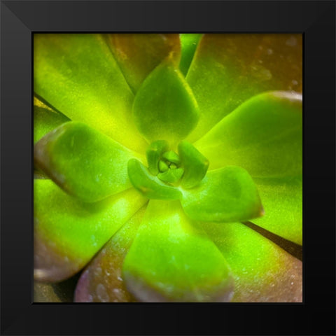 Succulent Square I Black Modern Wood Framed Art Print by Grayscale