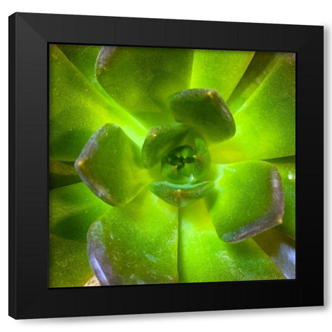 Succulent Square II Black Modern Wood Framed Art Print by Grayscale