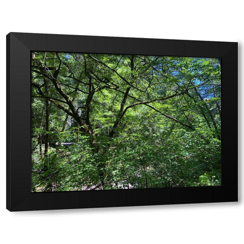 Forest Canopy I Black Modern Wood Framed Art Print by Grayscale