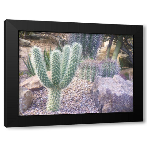 Cactus Arrangement I Black Modern Wood Framed Art Print by Grayscale