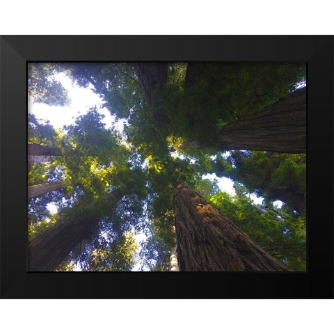 Tree Canopy XIV Black Modern Wood Framed Art Print by Grayscale