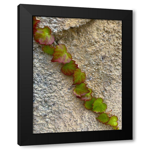 Ivy I Black Modern Wood Framed Art Print by Grayscale