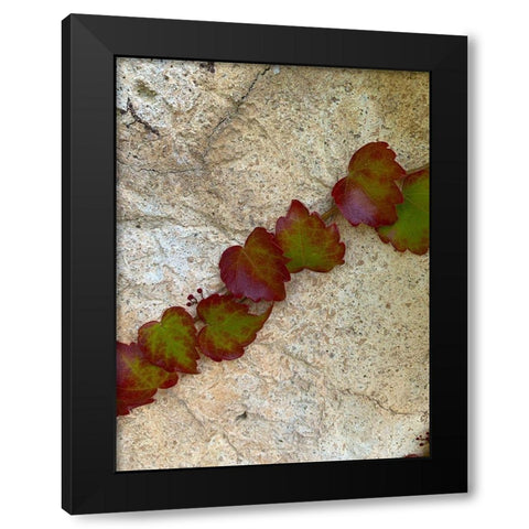 Ivy II Black Modern Wood Framed Art Print by Grayscale