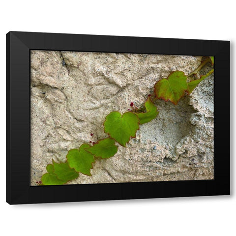 Ivy III Black Modern Wood Framed Art Print with Double Matting by Grayscale