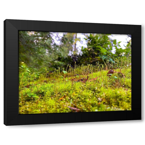 Miniature Forest I Black Modern Wood Framed Art Print by Grayscale