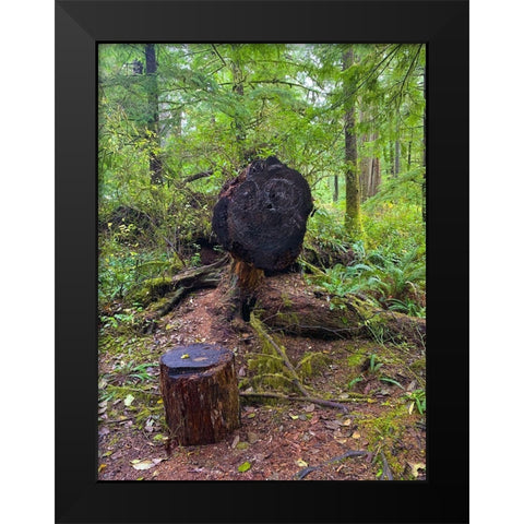 Forest Happy Face III Black Modern Wood Framed Art Print by Grayscale