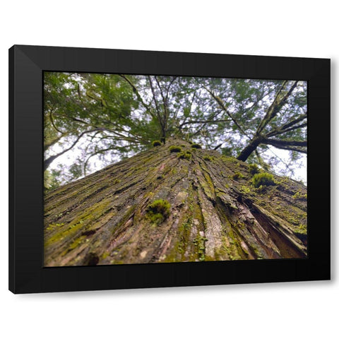Tree Canopy XV Black Modern Wood Framed Art Print by Grayscale