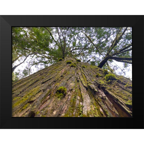 Tree Canopy XV Black Modern Wood Framed Art Print by Grayscale