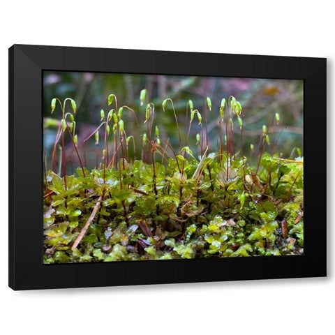 Forest Floor I Black Modern Wood Framed Art Print with Double Matting by Grayscale