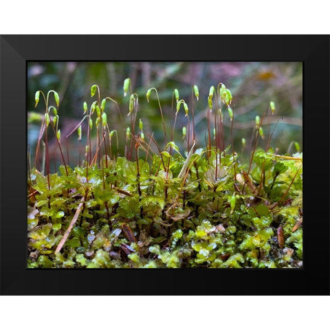 Forest Floor I Black Modern Wood Framed Art Print by Grayscale