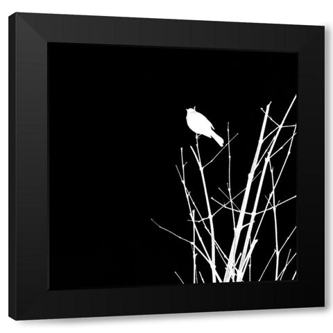 Bird Silhouette VII Black Modern Wood Framed Art Print with Double Matting by Popcorn