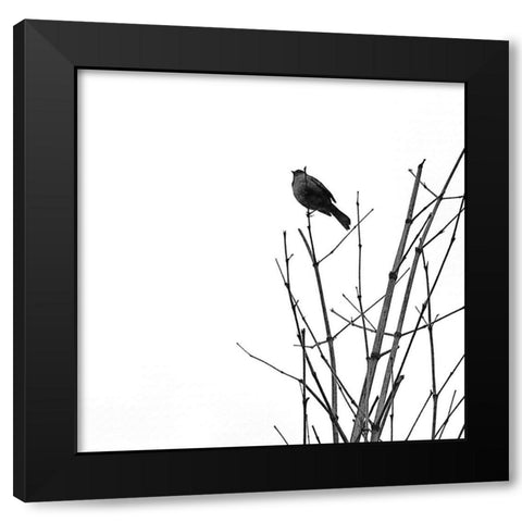 Bird Silhouette VIII Black Modern Wood Framed Art Print by Popcorn