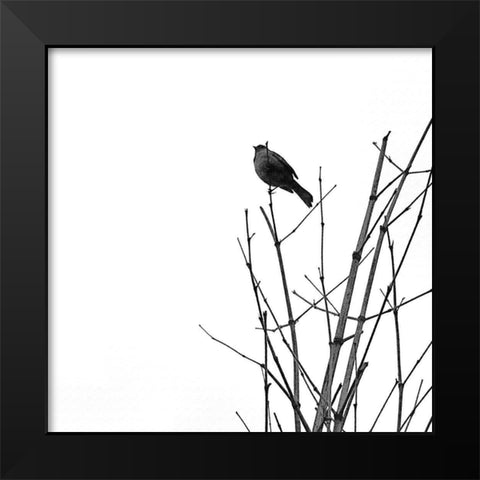 Bird Silhouette VIII Black Modern Wood Framed Art Print by Popcorn