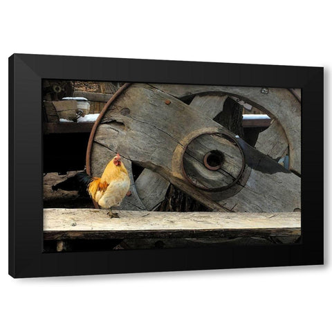 Cock of the Walk Black Modern Wood Framed Art Print with Double Matting by Popcorn