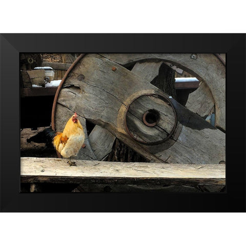 Cock of the Walk Black Modern Wood Framed Art Print by Popcorn