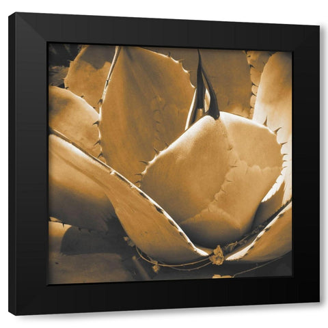 Mescal Agave: Sepia Black Modern Wood Framed Art Print by Tenoever, William