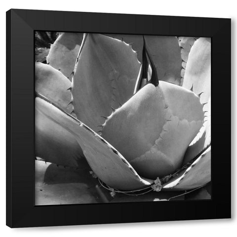 Mescal Agave: BandW Black Modern Wood Framed Art Print with Double Matting by Tenoever, William