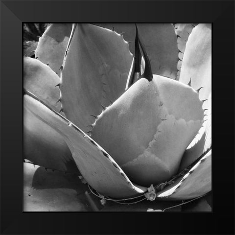 Mescal Agave: BandW Black Modern Wood Framed Art Print by Tenoever, William