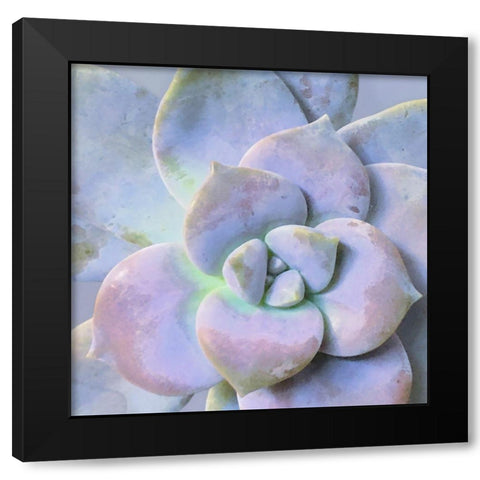 Moods Succulent III Black Modern Wood Framed Art Print by Tenoever, William