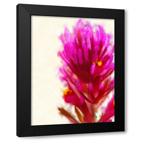 Owl Clover in Bloom 1 Black Modern Wood Framed Art Print with Double Matting by Tenoever, William