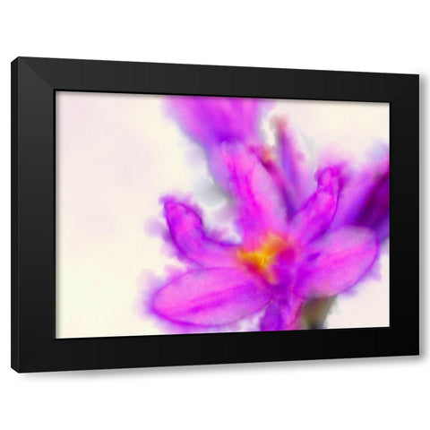 Blue Dicks W/C Bloom 3 Black Modern Wood Framed Art Print by Tenoever, William