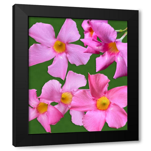 Pink Flowers on Green Black Modern Wood Framed Art Print by Tenoever, William