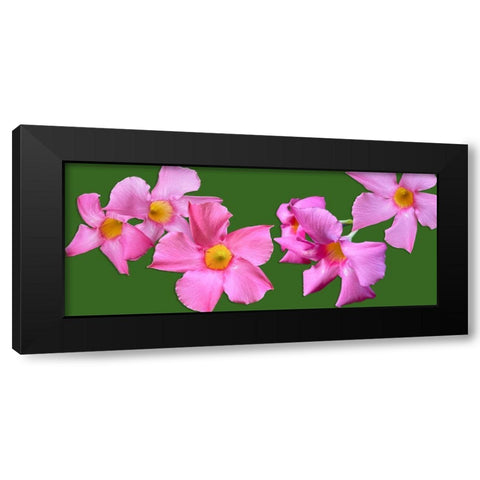 Pink Flowers on Green Black Modern Wood Framed Art Print by Tenoever, William