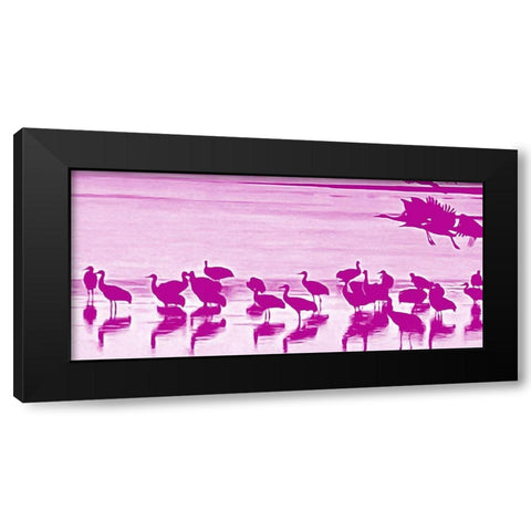 Sand Hill Cranes in Willcox 1c Black Modern Wood Framed Art Print with Double Matting by Tenoever, William