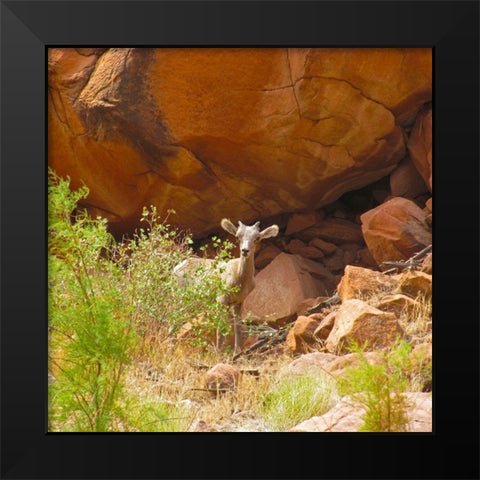 Big Horn Sheep Lamb Black Modern Wood Framed Art Print by Popcorn