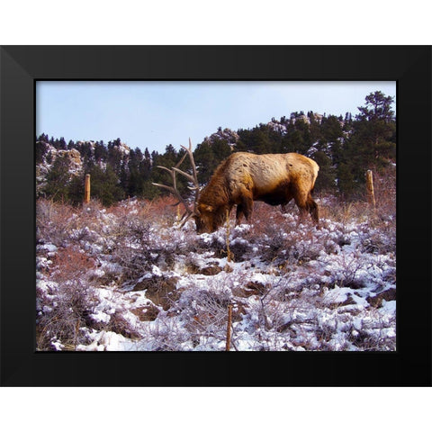 Estes Park 1: Elk Black Modern Wood Framed Art Print by Popcorn