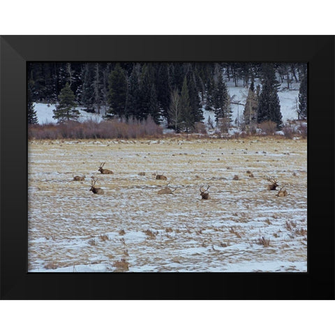 Estes Park 2: Elk Herd Black Modern Wood Framed Art Print by Popcorn
