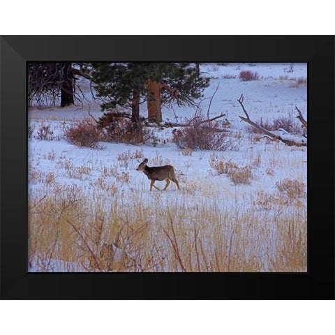 Estes Park 3: Elk Calf Black Modern Wood Framed Art Print by Popcorn