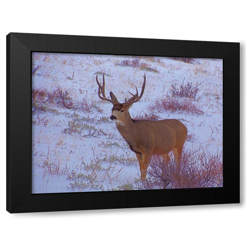 Estes Park 4: Bull Deer I Black Modern Wood Framed Art Print with Double Matting by Popcorn