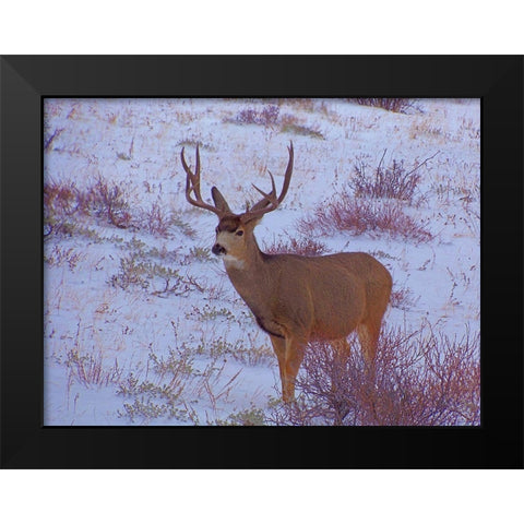 Estes Park 4: Bull Deer I Black Modern Wood Framed Art Print by Popcorn