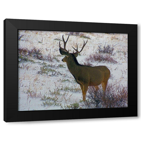 Estes Park 6: Bull Deer III Black Modern Wood Framed Art Print by Popcorn