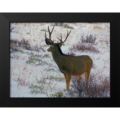 Estes Park 6: Bull Deer III Black Modern Wood Framed Art Print by Popcorn